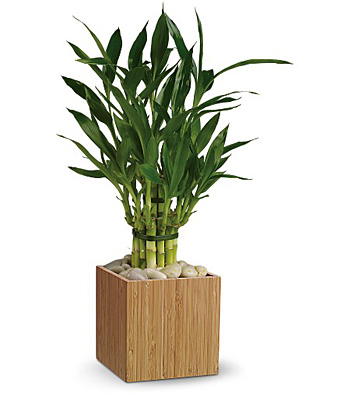 Teleflora's Good Luck Bamboo